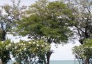 Beachfront Condo For Sale 2 Bedroom & 2 Bathroom In Central Hua Hin